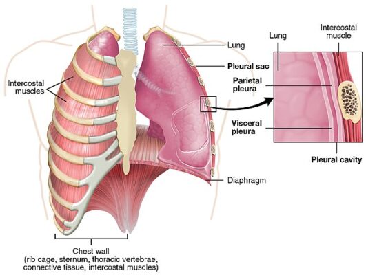 Mesothelioma vs. Lung Cancer | Differences and Treatments